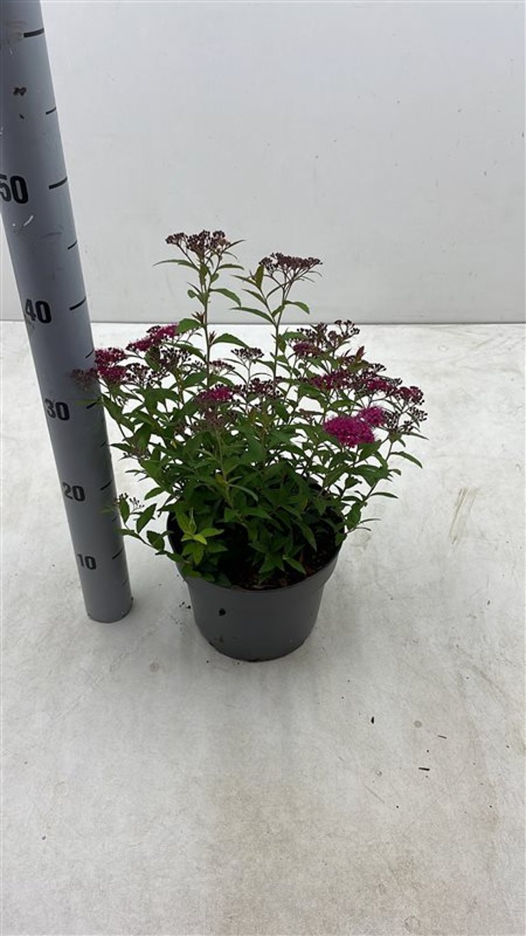 Spiraea jap. 'Dart's Red' - C3